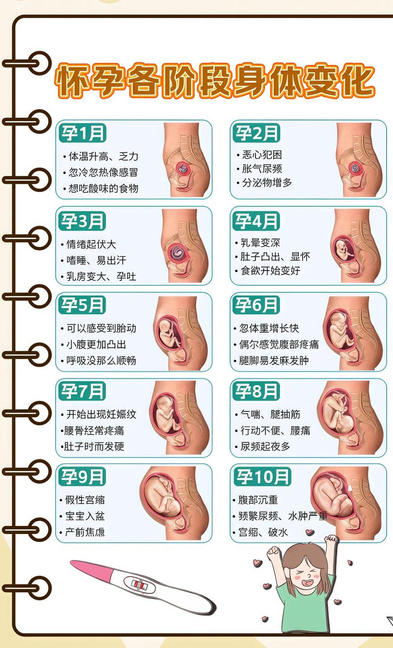揭秘供卵代孕妈妈怀孕小腹分两节，孕期变化的奥秘门头沟代生机构: